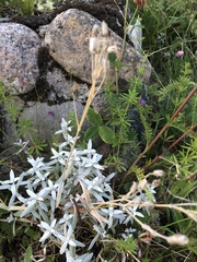 Cerastium tomentosum