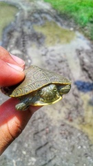 Trachemys venusta