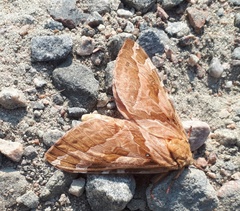 Sthenopis purpurascens