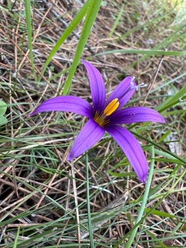 Image of Romulea tempskyana by (c) Marios Thoma, some rights reserved (CC BY)
