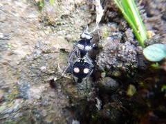Hoplomutilla