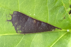 Bactericera antennata