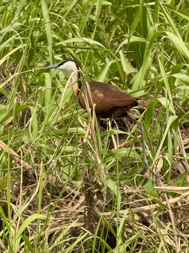 African Jacana
