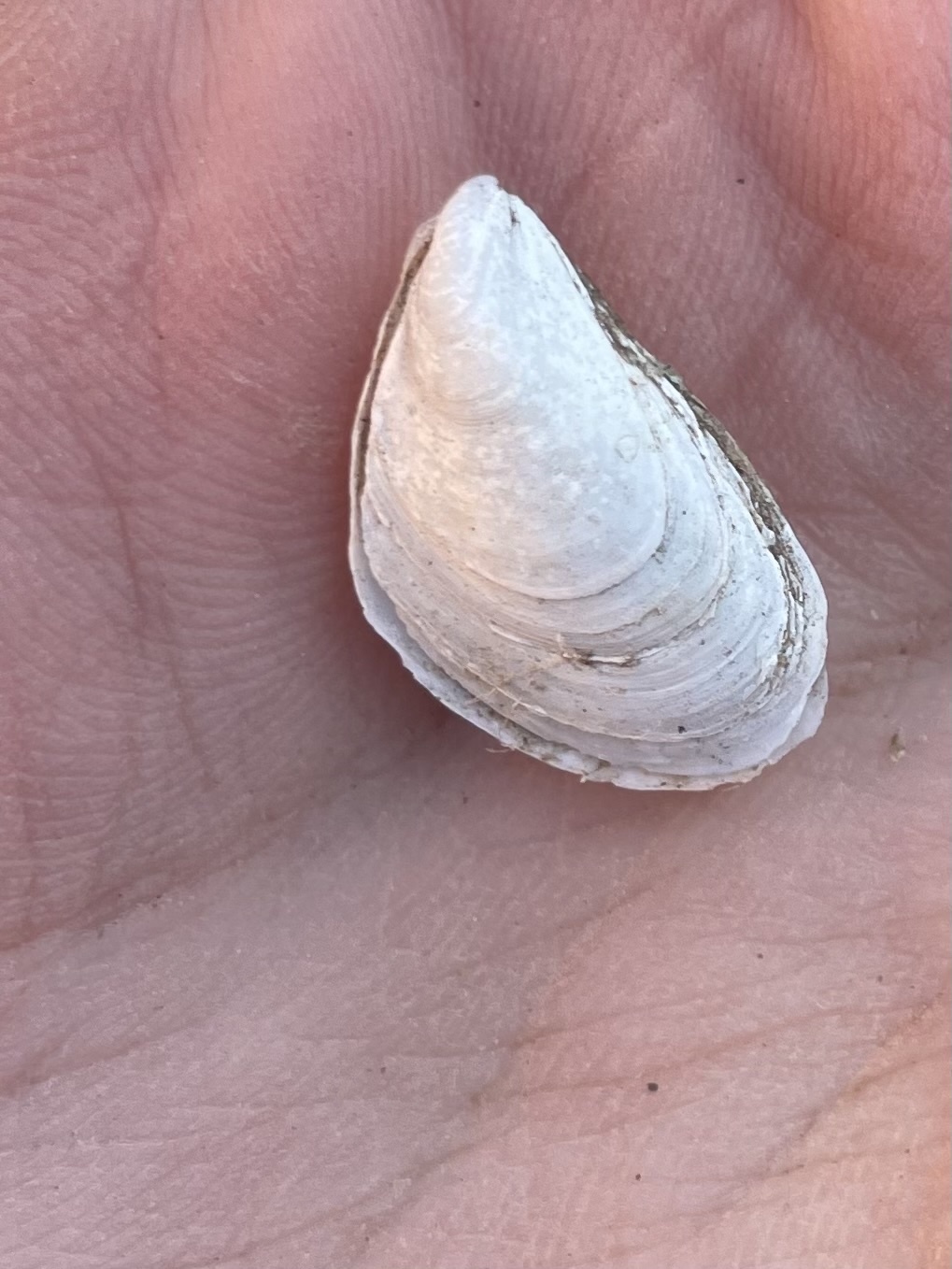 Quagga mussel (Dreissena bugensis (Andrusov, 1897))