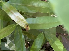 Callinicus pictitarsis