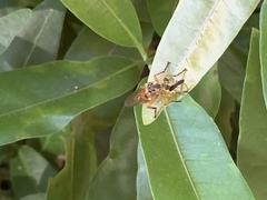 Callinicus pictitarsis