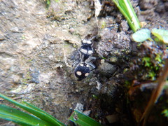 Hoplomutilla
