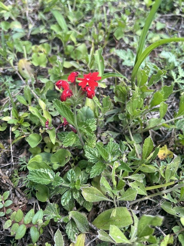 Foto de Verbena