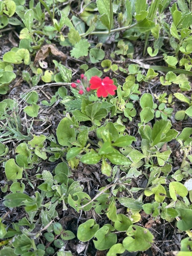 Foto de Verbena