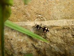 Hoplomutilla