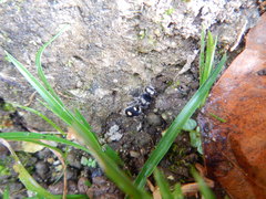 Hoplomutilla