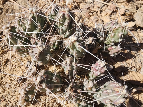 Image of Big Bend Club-Cholla (Grusonia aggeria) by (c) Kaden Slone, some rights reserved (CC BY)