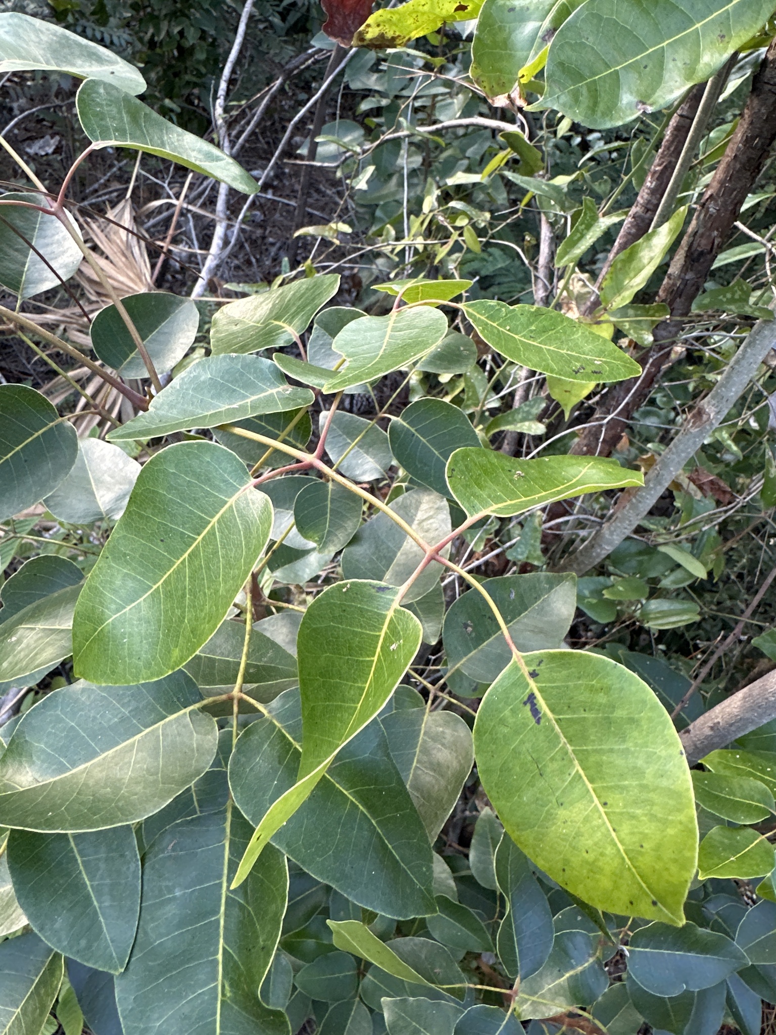 Imagem de Maçaranduba
