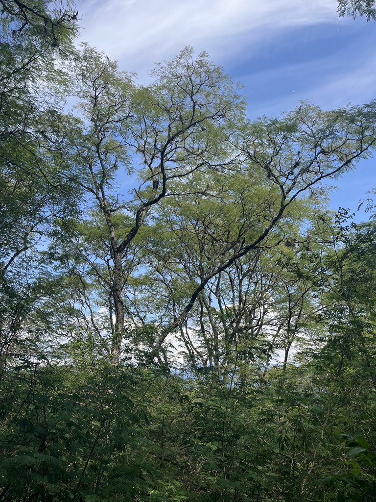 Foto de Angico