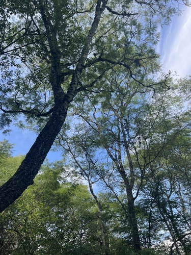 Foto de Angico