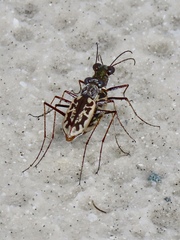 Ellipsoptera hamata