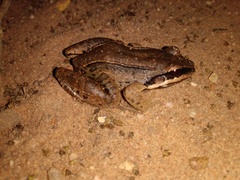 Leptodactylus mystaceus