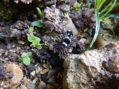 Hoplomutilla
