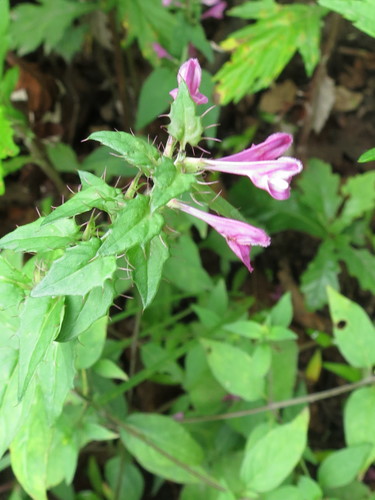 Image of rosy cow-wheat by (c) Repina Tatyana, some rights reserved (CC BY)