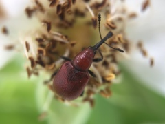 Merhynchites bicolor