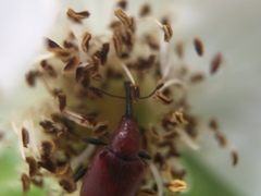 Merhynchites bicolor