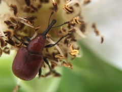 Merhynchites bicolor