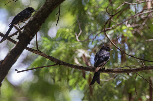 Fork-tailed Drongo