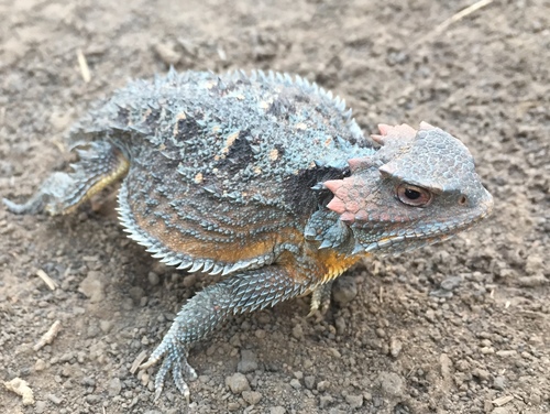 Greater Short-horned Lizard