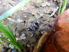 Hoplomutilla