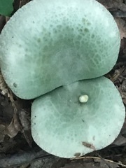 Virescentinae