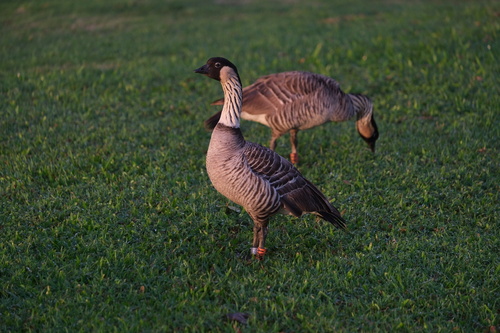 Hawaiian Goose (Branta sandvicensis)