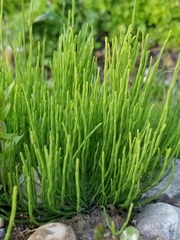 Psilotum