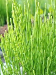 Psilotum