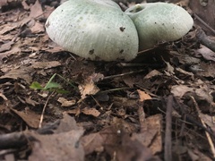 Virescentinae