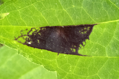 Bactericera antennata