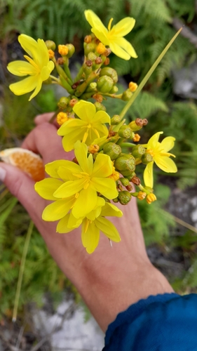 Image of Long Rushiris (Bobartia indica) by (c) Rebecca Lain, some rights reserved (CC BY-SA)