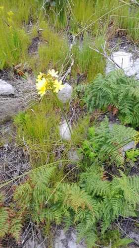 Image of Bobartia indica by (c) Rebecca Lain, some rights reserved (CC BY-SA)