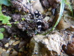 Hoplomutilla