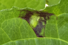 Bactericera antennata