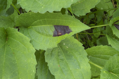 Bactericera antennata