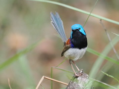 Variegated Fairywren photo 1