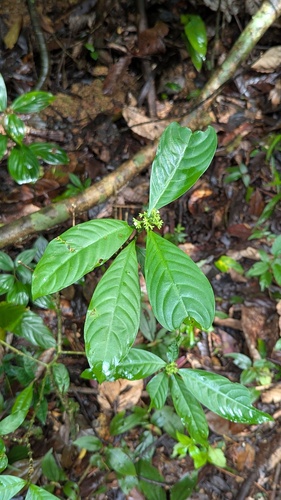 Foto de Café-de-bugre
