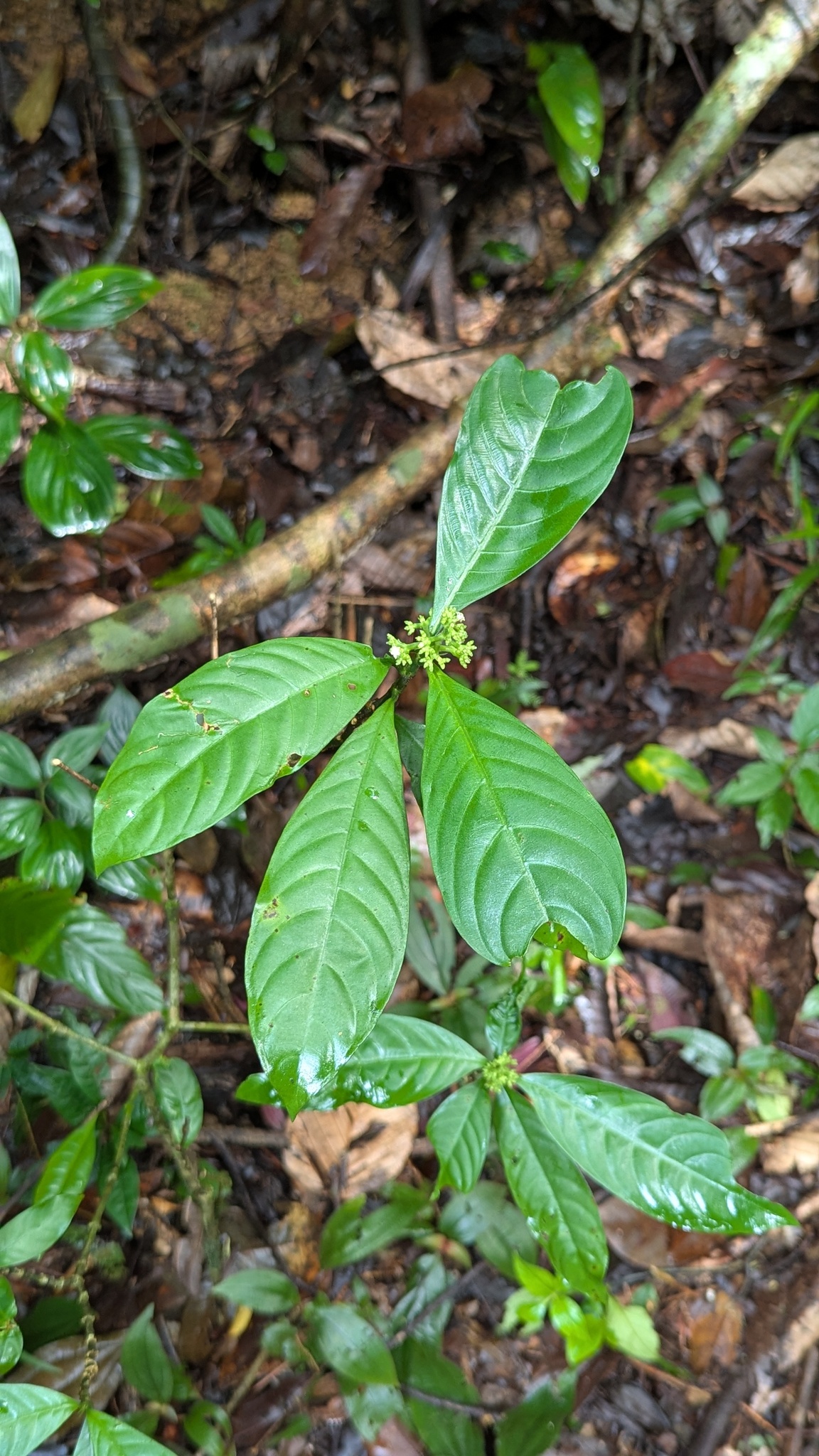 Imagem de Café-de-bugre