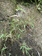 Pogonatherum crinitum