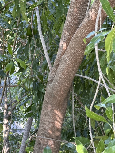 Foto de Marmelinho