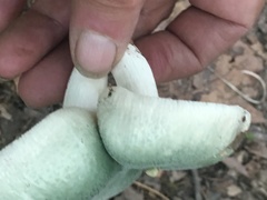 Virescentinae