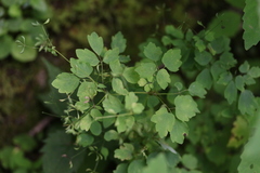 Thalictrum clavatum