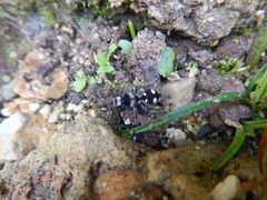 Hoplomutilla