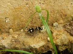 Hoplomutilla