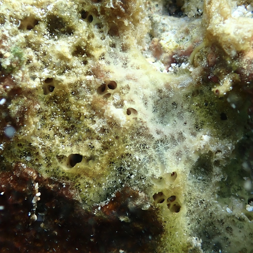 Hymeniacidon chloris